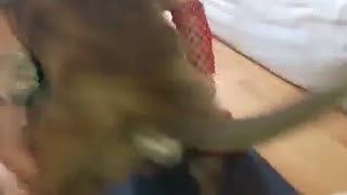 Skinny Mädchen spielt ficken mit Hund