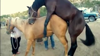 На улице конь трахает лошадь раком, а прохожая снимает на телефон