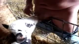 Calf and zoophile: animal sucks cock of a man who cum in his mouth