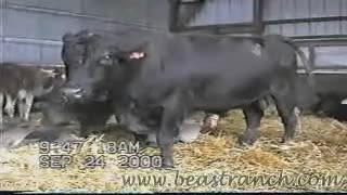 Zoophile jerks off a bull and then slurps sperm